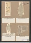 Navicula zanzibarica Grev. (de-Toni-Nr.: Genus 1, Species 668) Zeichnungen Sammlung Grunow Nr. 1261 (NHMW-BOT-W0367908)